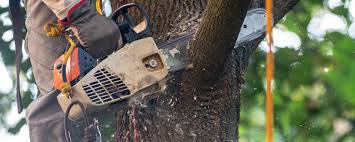 Best Emergency Tree Removal  in Hazen, ND