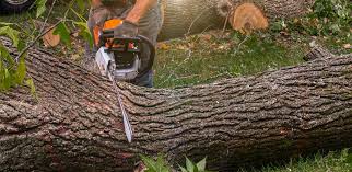 Best Stump Grinding and Removal  in Hazen, ND