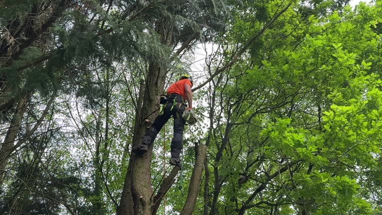 Best Arborist Consultation Services  in Hazen, ND