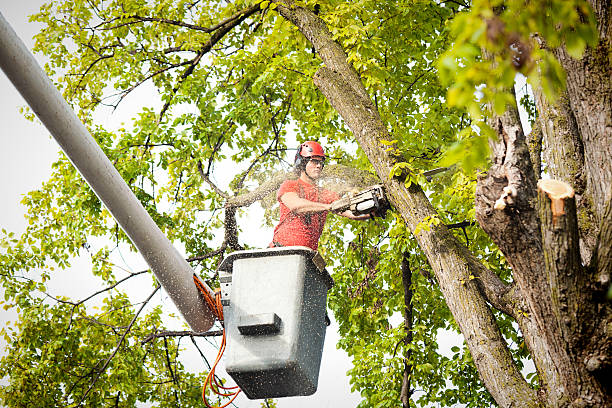 Trusted Hazen, ND Tree Services Experts